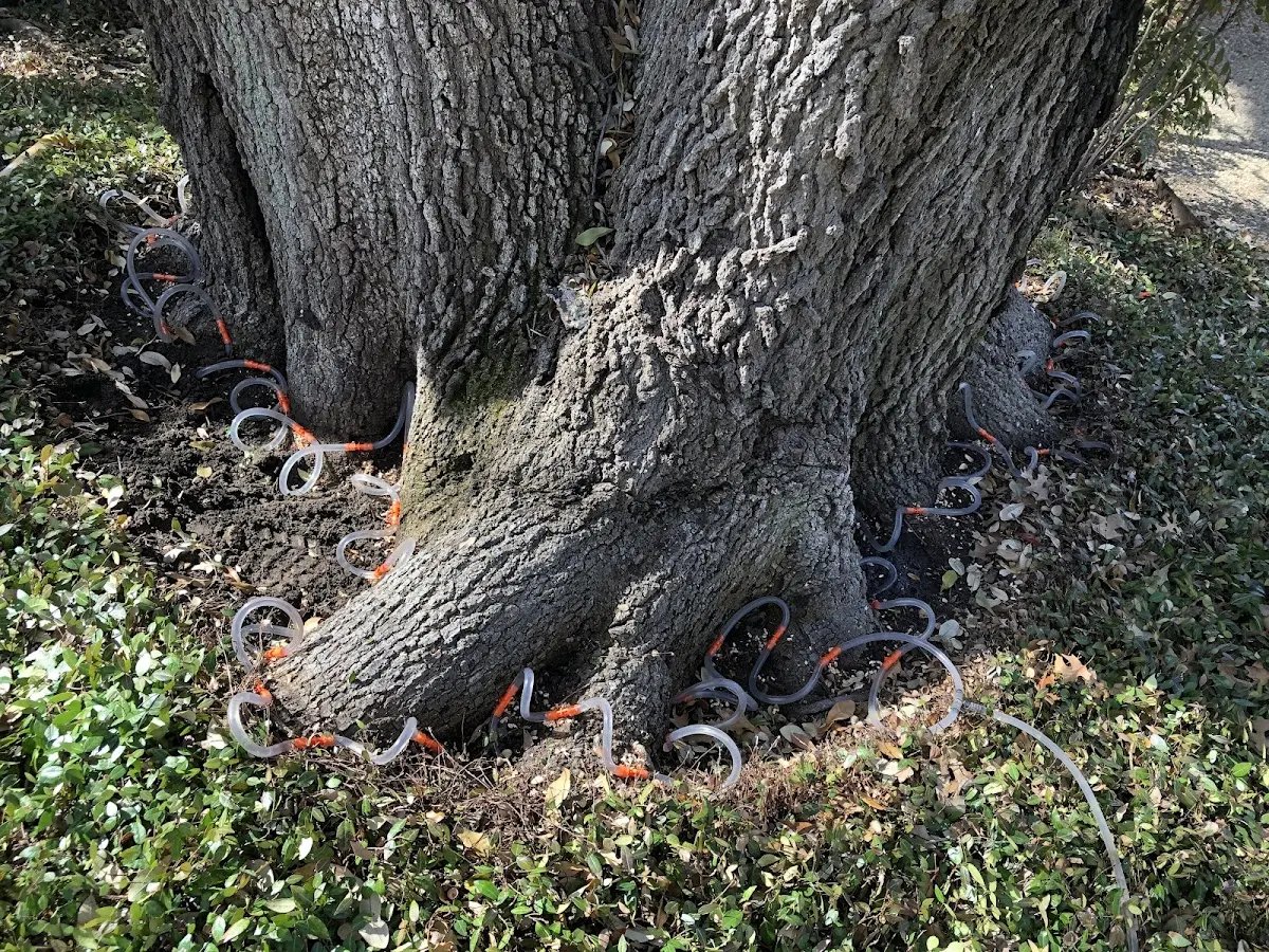 Detailed Tree Cabling and Bracing job site in Pungoteague
